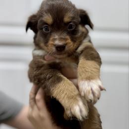 Pancake - Black tri-color male Australian Shepherd puppy in Odessa, Texas from Yucca Blossom Pups