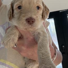 Cross - Cream female Goldendoodle puppy in Lexington, North Carolina from Southern Grace Acres