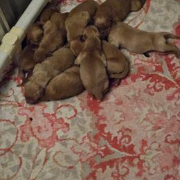 Boy 3 - Dark golden male Golden Retriever puppy in Pekin, Illinois from Solari Kennels