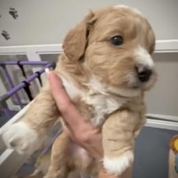 Romeo - Red  male Goldendoodle puppy in Bradenton, Florida from Christianna’s Mini Goldendoodles