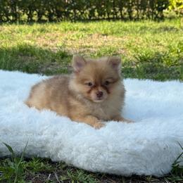 Autumn Hazel - Chocolate female Pomeranian puppy in North Naples, Florida from Moon Ranch Puppies