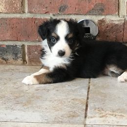 Miniature Australian Shepherd Puppies from Fuller Aussies
