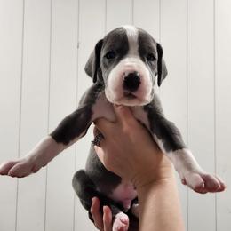 Green Collar Boy - Blue and white male Great Dane puppy in Longview, Texas from Lazy A Danes