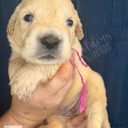 MI - a name I call myself (pink) - Light golden female Golden Retriever puppy in Argyle, Texas from Skarlotte Goldens, LLC