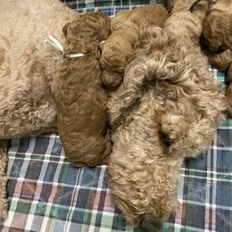 Goldendoodle Puppies from Bear Ridge Doodles