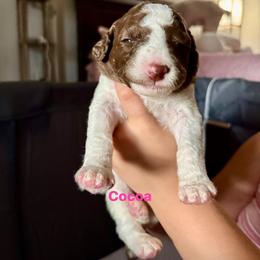 Poodle Puppies from Candace Yakes