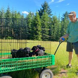 Labrador Retriever Puppies from Corner Crest Labs