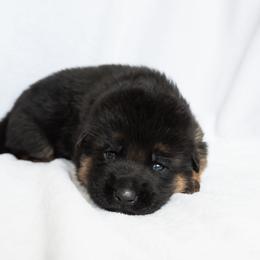 Male (Yellow Collar) - Black and red male German Shepherd puppy in Kamas, Utah from Uinta Mountain Shepherds