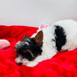 AKC - Ellie 3000 - Black tan and white female Biewer Terrier puppy in Douglas, Georgia from Heartland small breeds