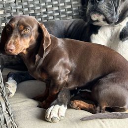 Coco - Dachshund