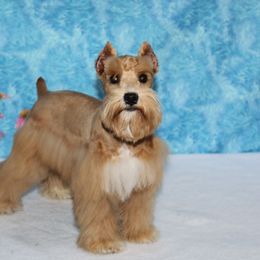 Red Sonya - Miniature Schnauzer