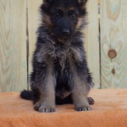 Reese - Black and red male German Shepherd puppy in Middlesex, North Carolina from Ace of Hearts K9’s