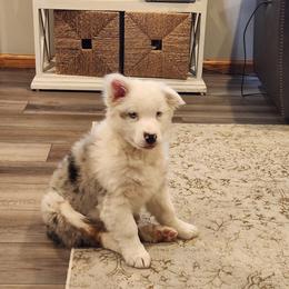 Flynn - Blue merle male Australian Shepherd puppy in Lititz, Pennsylvania from Skyview Aussies