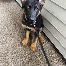 German Shepherd Puppies from EshelmanSchwitz German Shepherd Dogs