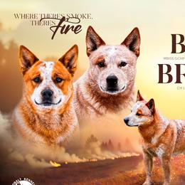 Brisket - Australian Cattle Dog