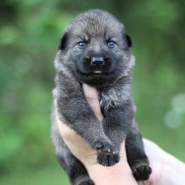 Girl 1 - Sable female German Shepherd puppy in Lucasville, Ohio from Trusting Hearts Kennel