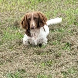 Captain Slinky - Dachshund