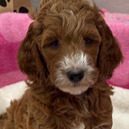 Scarlett - Red  female Goldendoodle puppy in Maricopa, Arizona from AZ Designer Goldendoodles