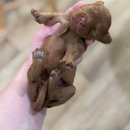Breeze - Red female Cavapoo puppy in Colcord, Oklahoma from Copper Lane Aussies, Doodles & Cavapoos
