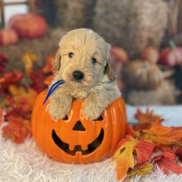 Acorn, Blue Collar - Cream male Goldendoodle puppy in Lake Panasoffkee, Florida from Donnas Deluxe Doodles LLC