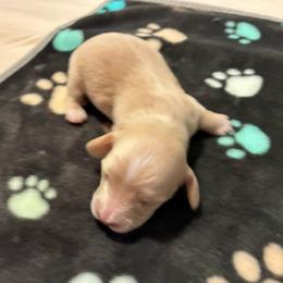 Ruthie - Cream female Dachshund puppy in Dobson, North Carolina from Oakleys Dachshund Haven