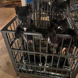 Cane Corso Puppies from Brandy’s Corso’s