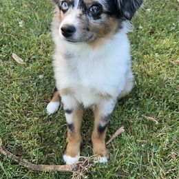 Miniature Australian Shepherd and Toy Australian Shepherd Puppies from Hochatown Awesome Aussies