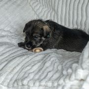 Girl 1 - Pepper and salt Standard Schnauzer puppy in Poughkeepsie, New York from Neva's Standard Schnauzers
