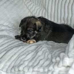Girl 1 - Pepper and salt Standard Schnauzer puppy in Poughkeepsie, New York from Neva's Standard Schnauzers