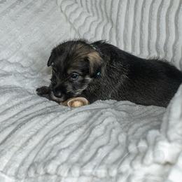 Girl 1 - Pepper and salt Standard Schnauzer puppy in Poughkeepsie, New York from Neva's Standard Schnauzers