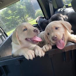 Dilute Retriever Puppies from Virdin’s Silver Labs