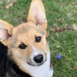 Miniature Australian Shepherds and Pembroke Welsh Corgis from Sorrel Sands Corgis & Mini Aussies