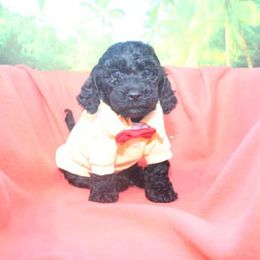 Cockapoo Puppies from JP Cockapoos LLC
