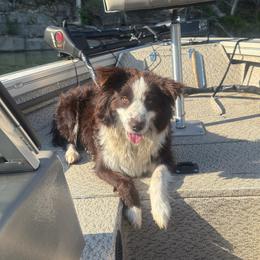 Punkin - Miniature Australian Shepherd