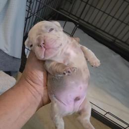 Domino - Liver male French Bulldog puppy in Charlotte, North Carolina from Solid Bulls Kamp LLC