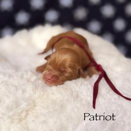 Patriot - Red and white male Cockapoo puppy in Alexandria, Alabama from Bright and Beautiful Cockapoos and Doodles