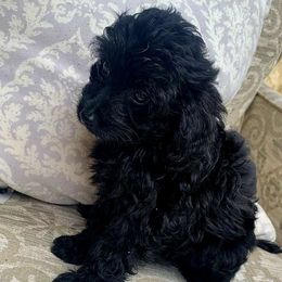 LUNA - Black and white Aussiedoodle puppy in San Antonio, Texas from Av’s Poodles and Doodles