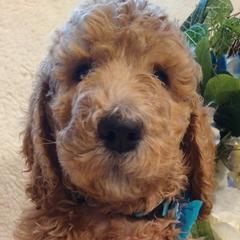 Bono - Goldendoodle puppy in Plantation, Florida from BAJAdoodles
