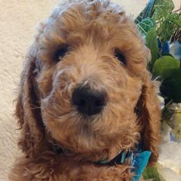 Bono - Goldendoodle puppy in Plantation, Florida from BAJAdoodles