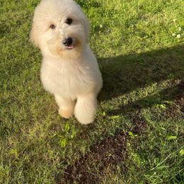 Nanuq - Goldendoodle