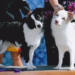 Border Collies from Echowyn Border Collies