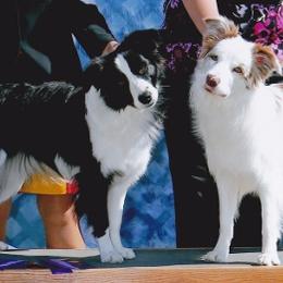 Border Collies from Echowyn Border Collies