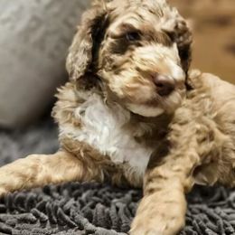 Goldendoodle Puppies from Cocoa Doodles