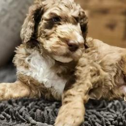 Goldendoodle Puppies from Cocoa Doodles