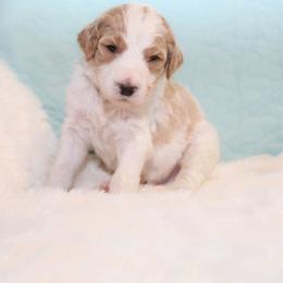 Cash - Parti male Goldendoodle puppy in Cherry Creek, New York from Doodles Pups of NY