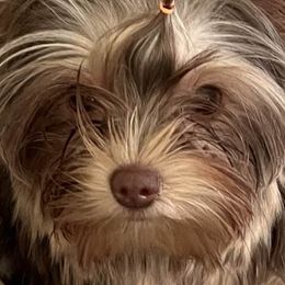 Yorkshire Terriers from Joanie's Yorkies