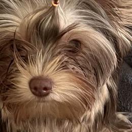 Yorkshire Terriers from Joanie's Yorkies