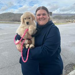 Golden Retriever Puppies from Landin Doner