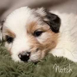 Notch - Blue merle male Australian Shepherd puppy in West Virginia from Mountain Trail Aussies