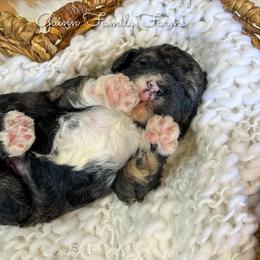 Bolt - Tri-color male Bernedoodle puppy in Grove, Oklahoma from Guinn Family Farms